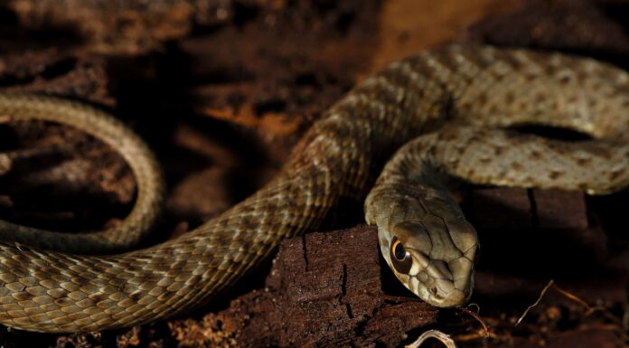 Nuove specie di serpenti trovate sotto le tombe ecuadoriane
