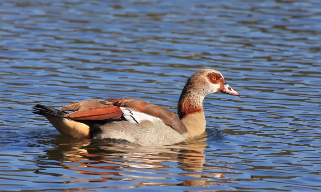 Oca egiziana che nuota nell'acqua  Questi uccelli hanno una gamma naturale intorno al fiume Nilo.