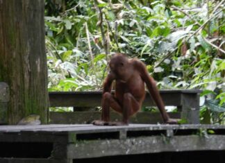 Orango del Borneo
