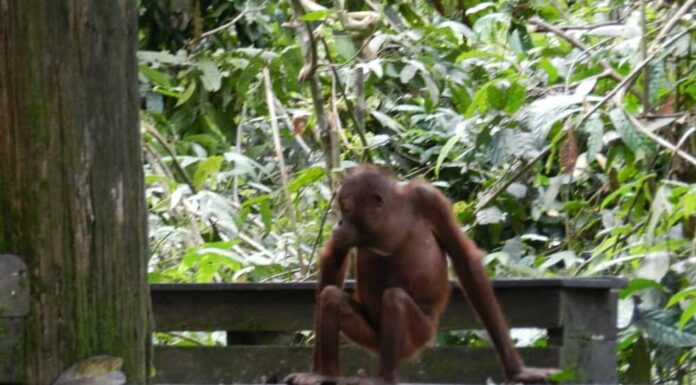 Orango del Borneo
