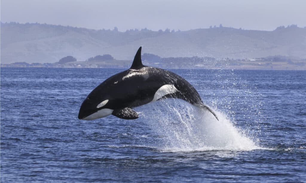 Violazione della balena assassina (Orcinus orca).
