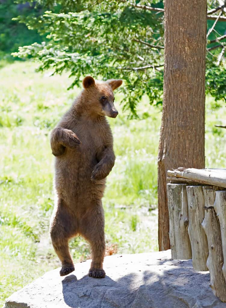 Orso di cannella in piedi