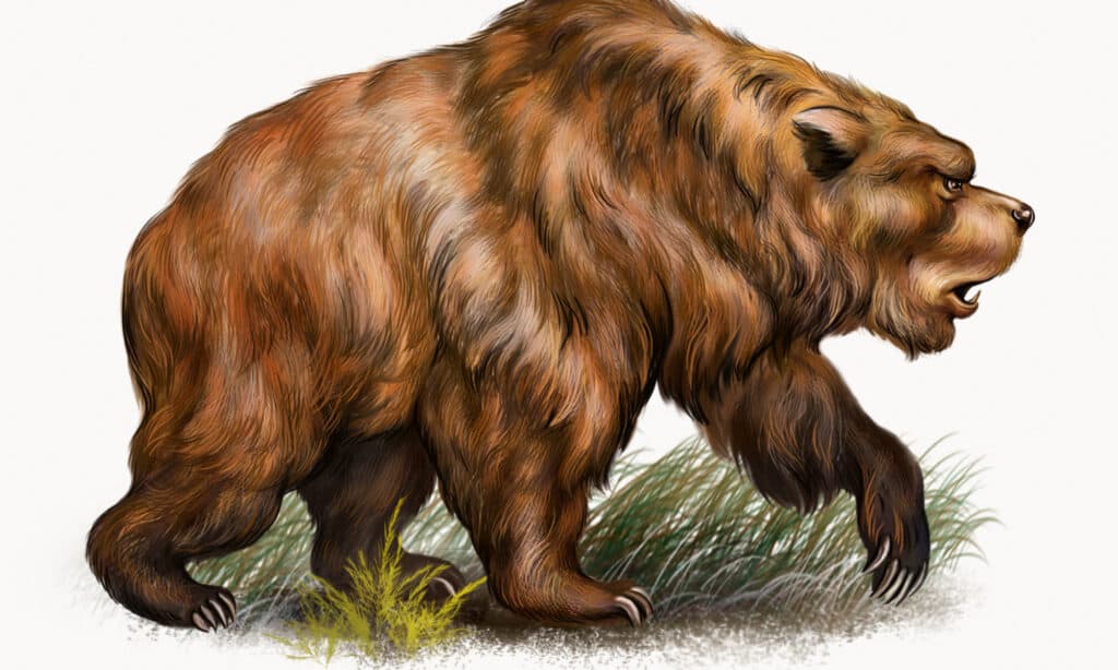 Illustrazione 3D dell'orso delle caverne Ursus Spelaeus