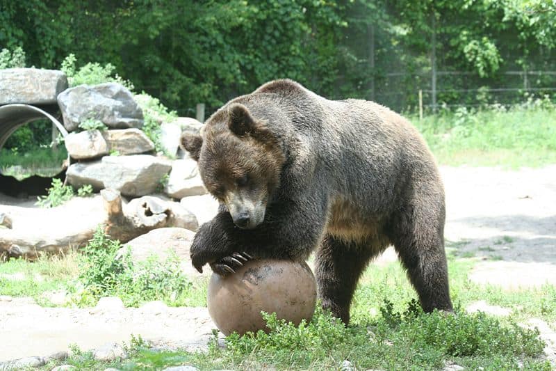 Orso grizzly a riposo