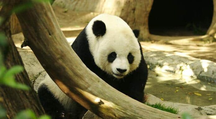 Orso panda gigante
