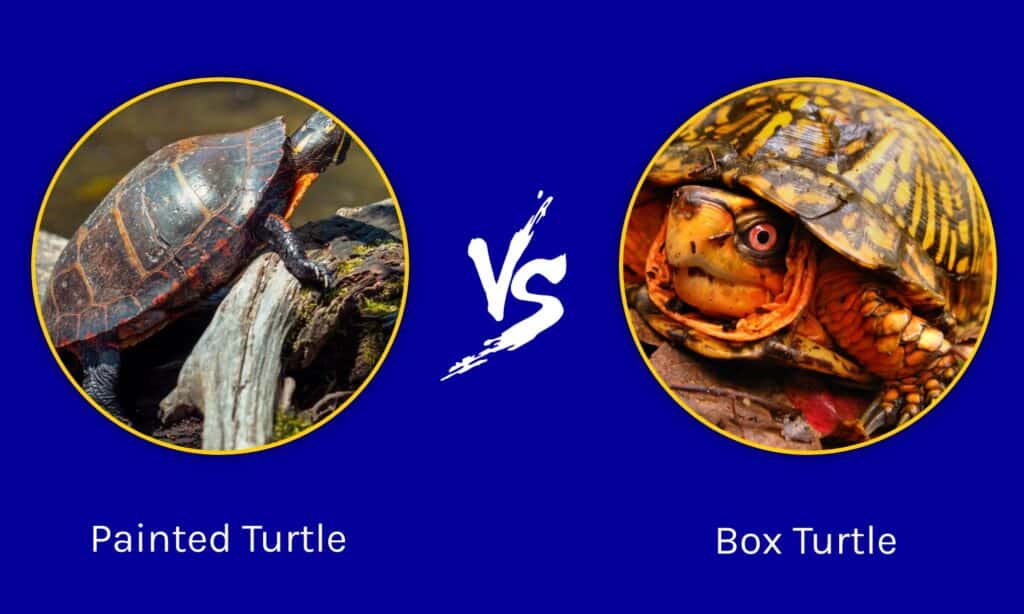 Tartaruga dipinta vs Tartaruga scatola