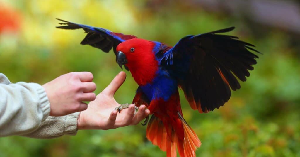 Il pappagallo Eclectus che vola nelle mani del suo proprietario.