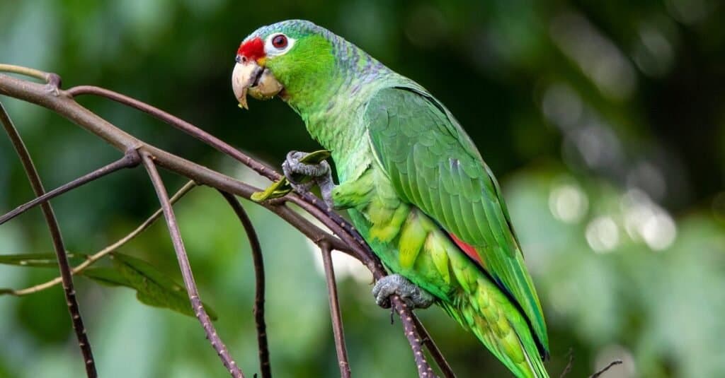 Pappagallo rosso (pappagallo amazzonico) che mangia semi dal baccello del seme nella penisola di Osa in Costa Rica.