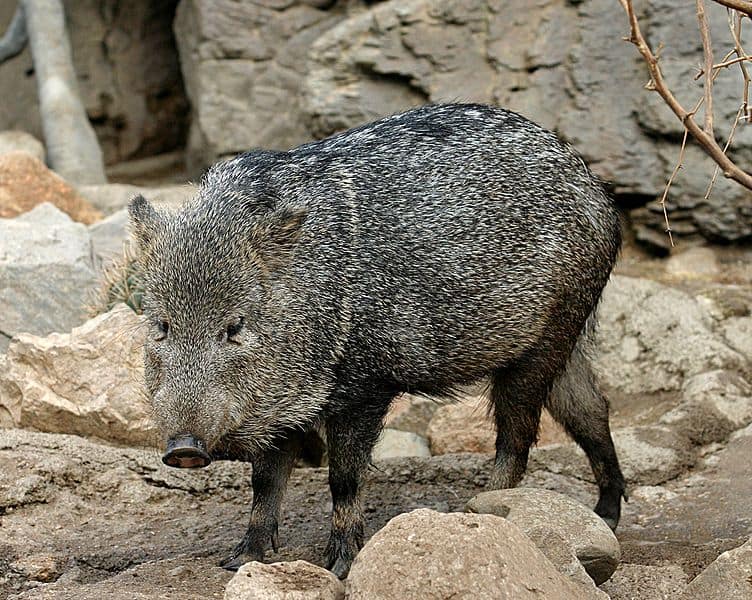 Pecari dal collare all'Henry Doorly Zoo di Omaha, Nebraska