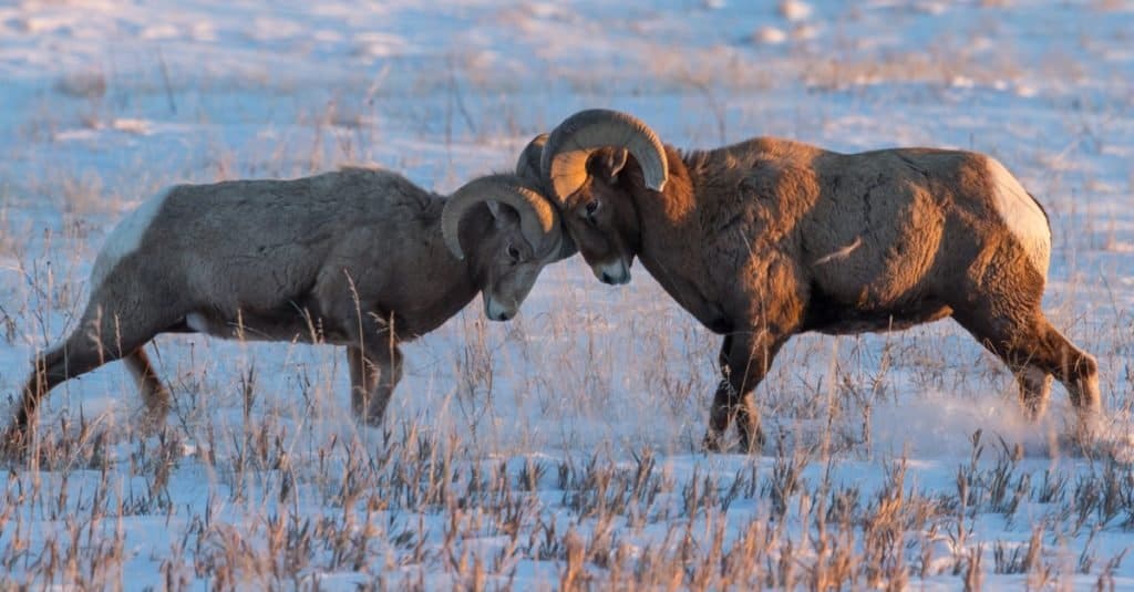 Due arieti di pecore Bighorn che combattono durante la stagione degli amori su una prateria innevata.