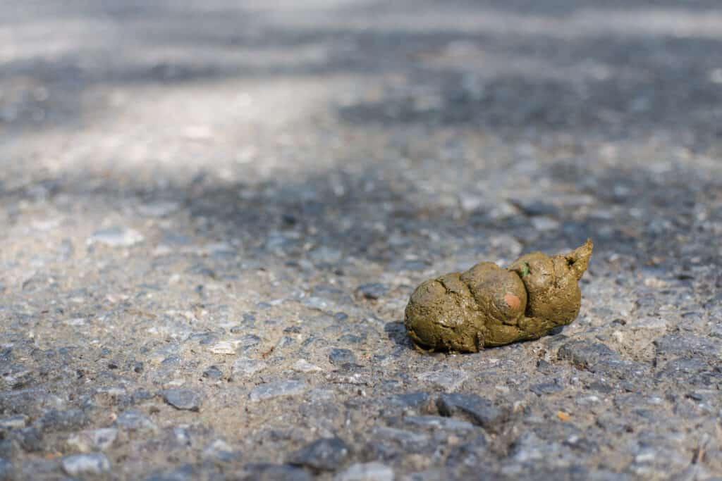 Sgabello fresco di scimmia su una strada