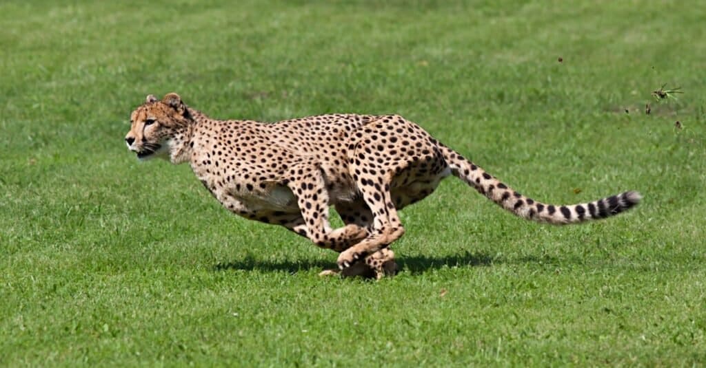 I gatti più veloci - Ghepardo