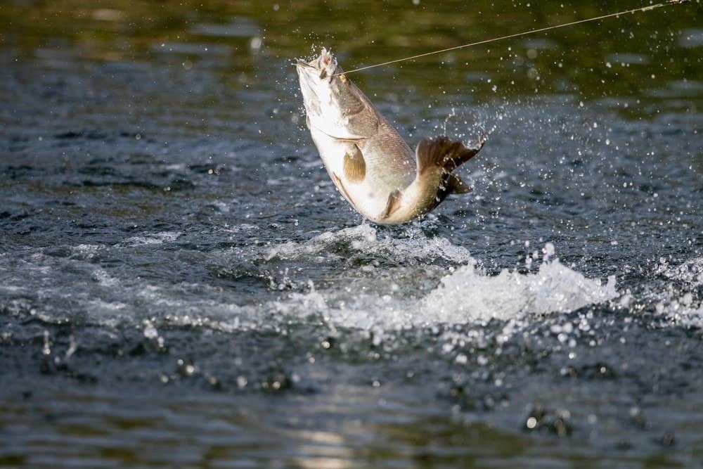 Barramundi salta in aria quando viene agganciato da un pescatore che pesca