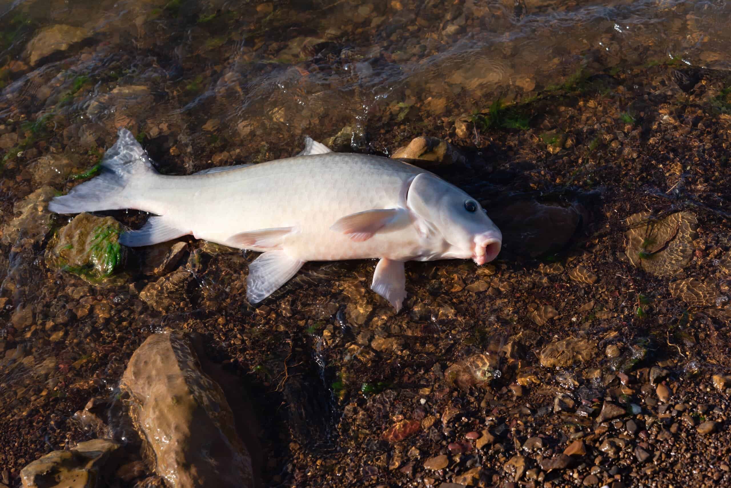 Pesce bufalo