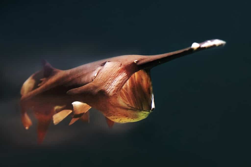 Un pesce spatola americano che nuota