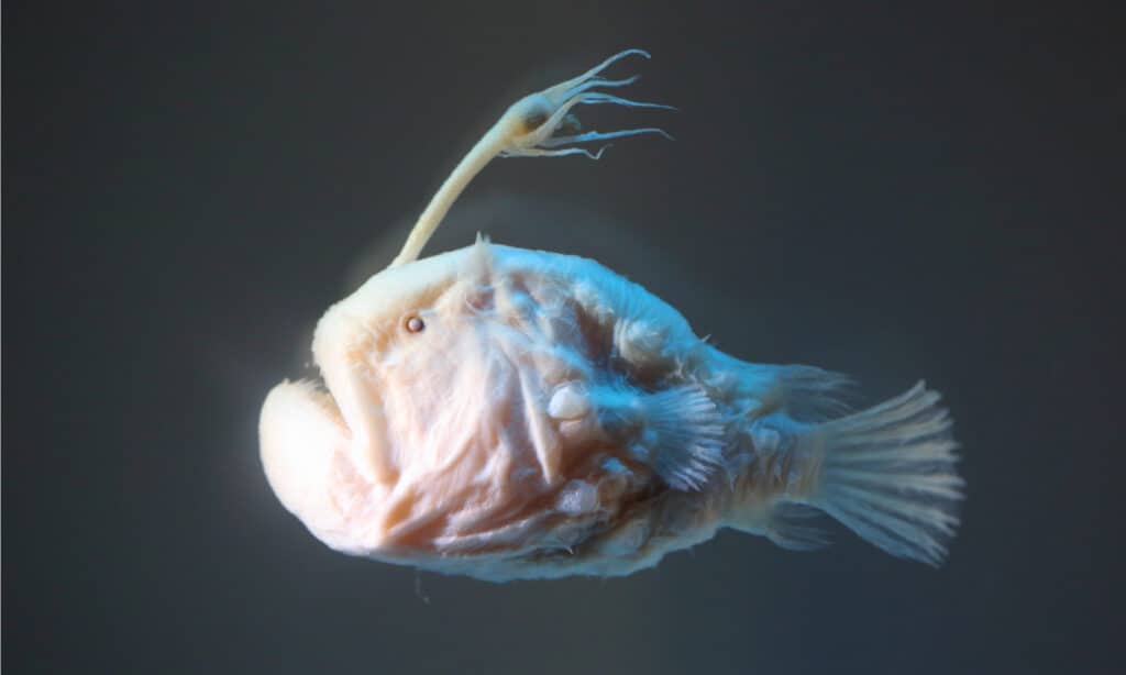 Pesce calcio atlantico (Himantolophus groenlandicus).  La femmina ha una canna da pescatore luminosa che emerge dalla testa.