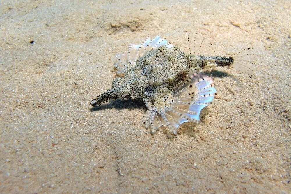 Piccolo pesce drago o pesce drago corto sott'acqua sul fondo del mare.