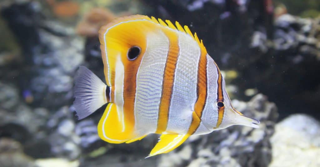 pesce farfalla arancione e bianco