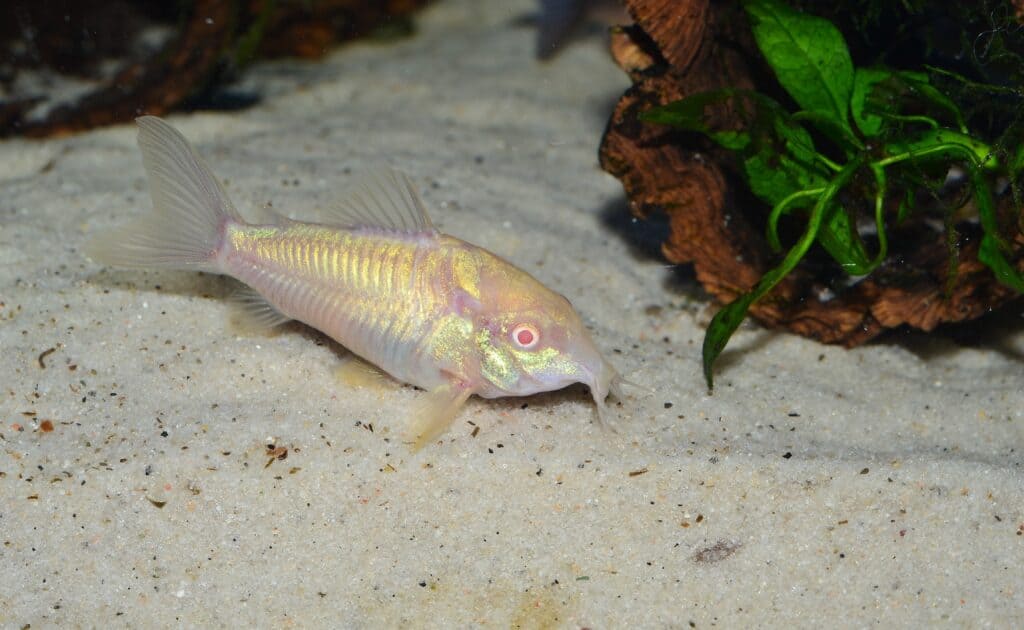 Un pesce gatto Cory albino sul fondo di un acquario
