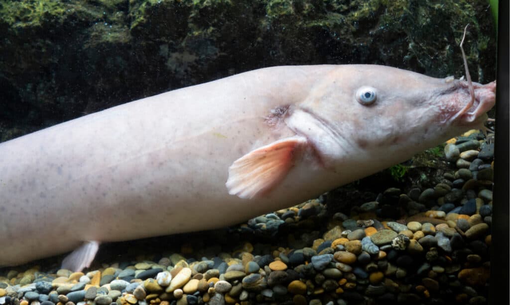 Pesce gatto elettrico in acquario.  Alcuni di questi pesci possono facilmente misurare fino a 4 piedi di lunghezza dal muso alla coda.