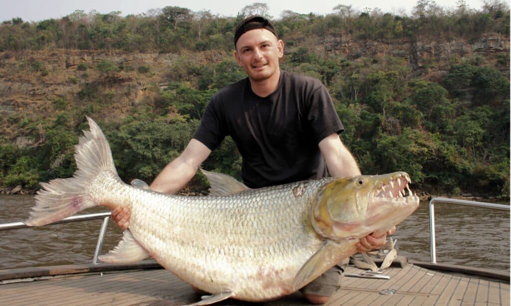 Scopri il pesce mostro del fiume così letale che può mangiare i coccodrilli!