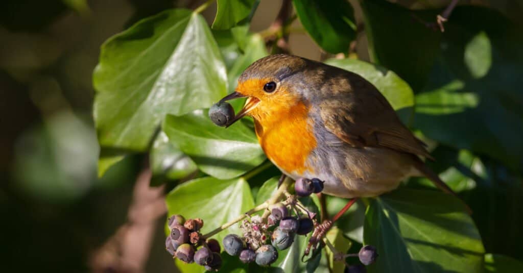 Pettirosso europeo (Erithacus rubecula) che mangia le bacche in un albero.