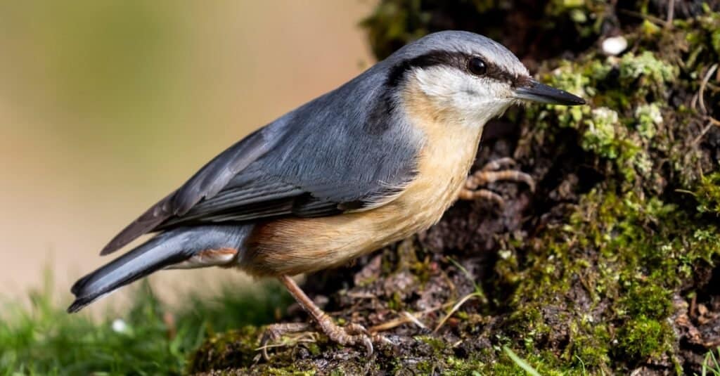 Sitta europaea (picchio muratore eurasiatico) appollaiato su un tronco di albero muschioso.