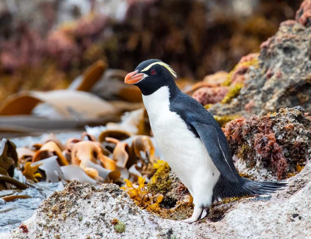 Pinguino crestato sulle rocce