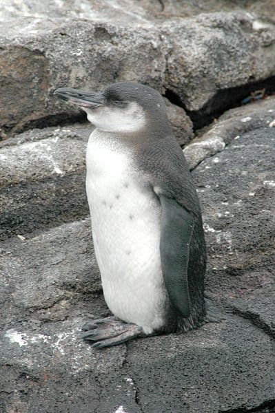 Cucciolo di pinguino delle Galapagos