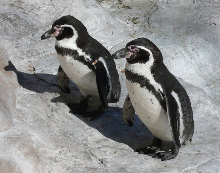 2 Humboldt Penguin2 su roccia