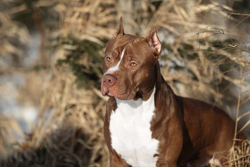 Bellissimo cane American Pit Bull Terrier in natura