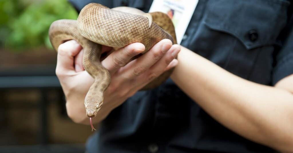 Scopri il serpente più grande trovato in Vietnam