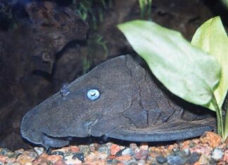 Head shot of a blue-eyed pleco on the bottom of an aquarium