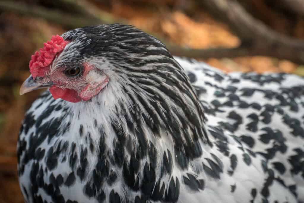 Primo piano di una gallina di Amburgo che si concentra sul suo viso