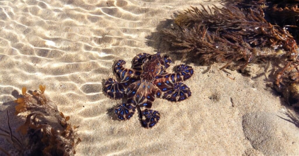 Polpo dagli anelli blu vivido con tentacoli arricciati, godendosi il sole in una giornata estiva mentre si trova in una pozza di marea poco profonda a Point Lonsdale