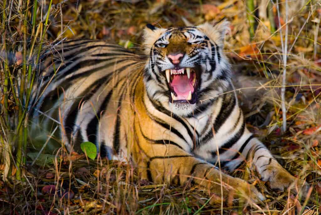 Tigre del Bengala selvaggia sdraiata sull'erba e sbadigli.