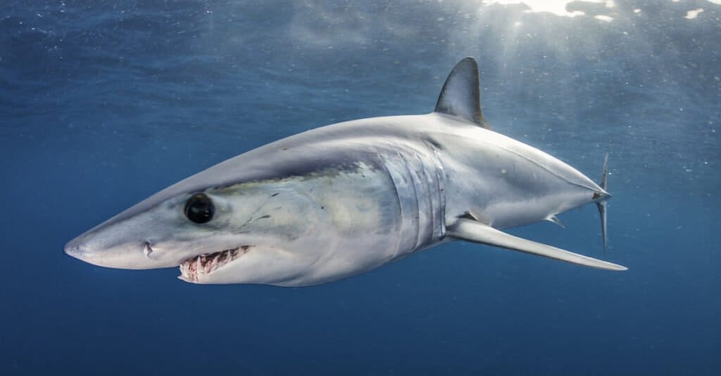Lo squalo mako è uno dei pesci più veloci ed è considerato pericoloso per l
