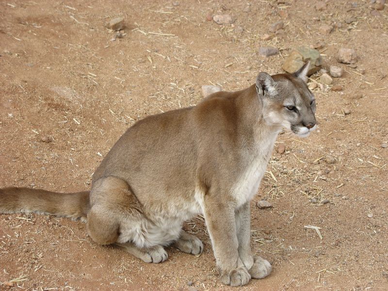 Puma (Felis Concolor)