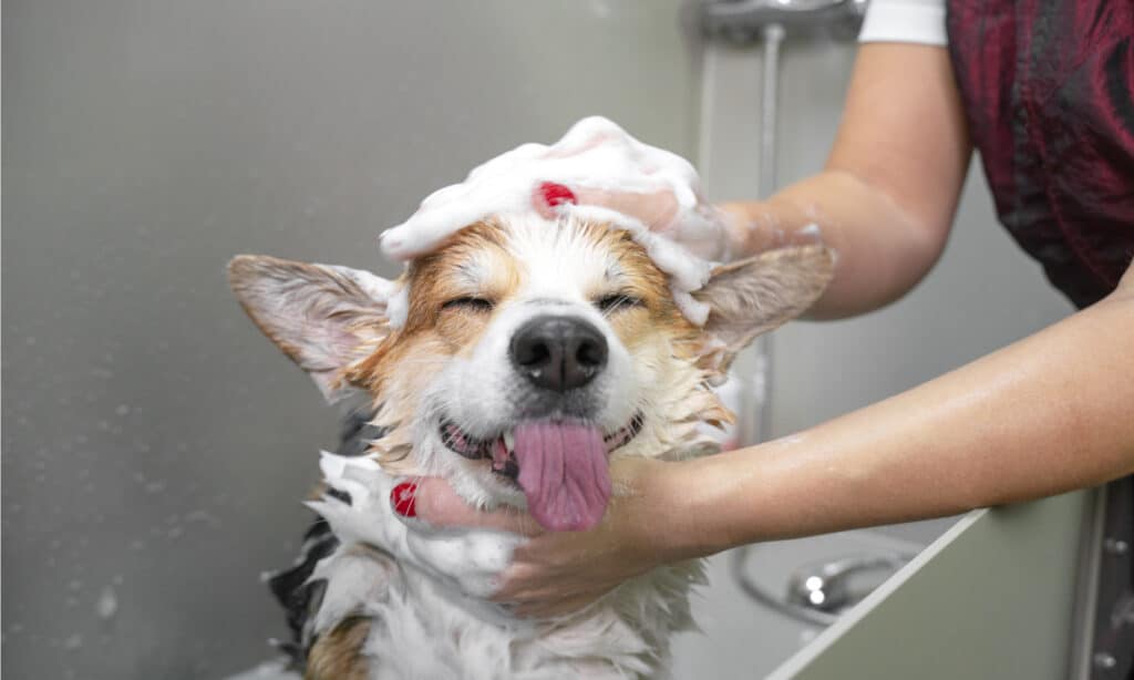 Shampoo antiforfora per cani