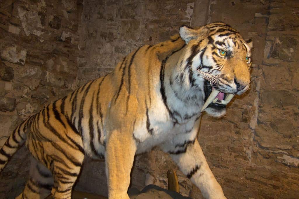 Tigre dai denti a sciabola