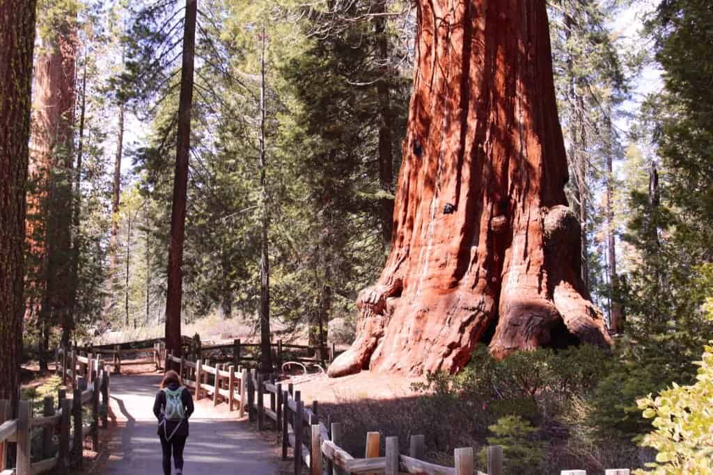 alberi di sequoia più grandi e più antichi
