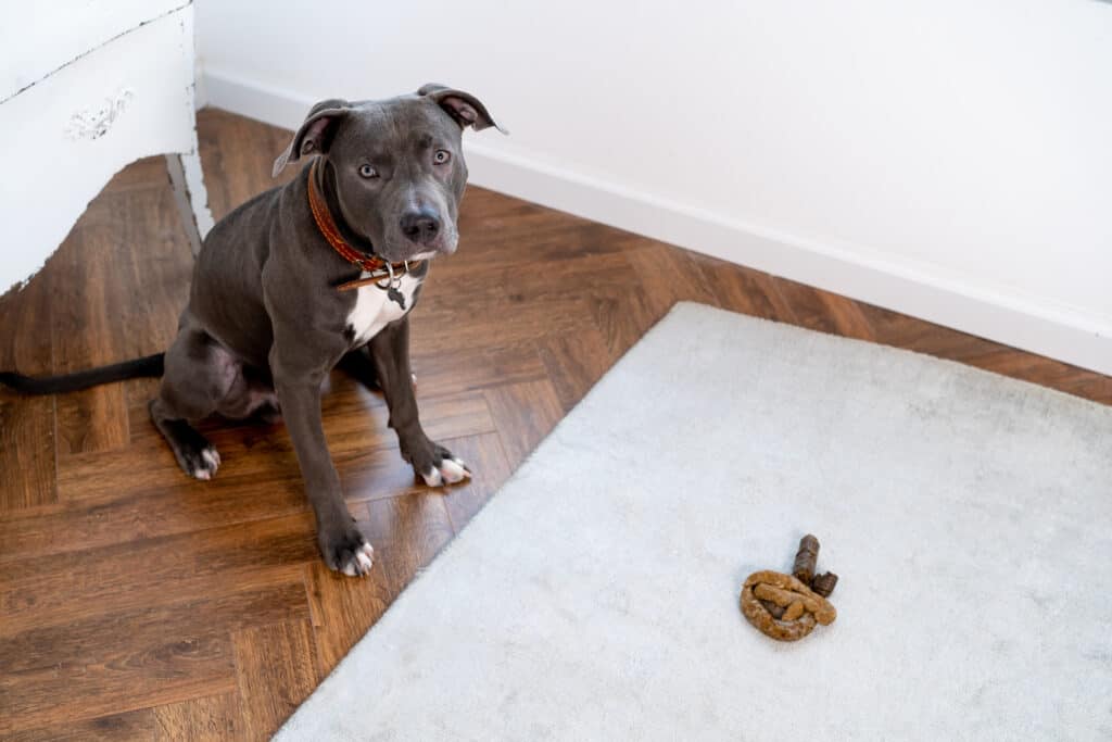 La cacca del cane dovrebbe essere marrone chiaro o scuro