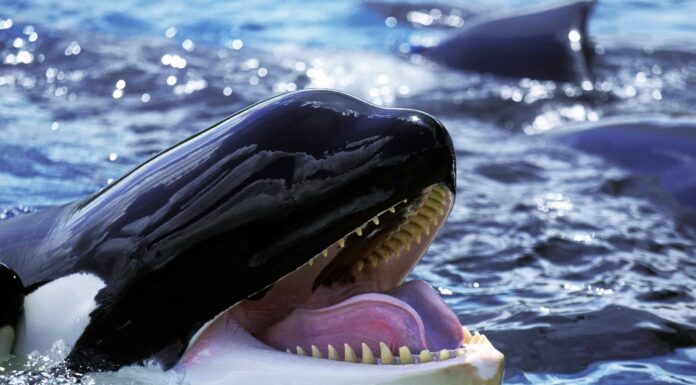 Questa balena assassina vuole solo essere amica di un paddleboarder
