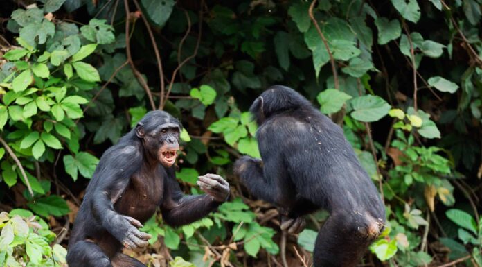 Questa enorme rissa di scimpanzé allo zoo di Los Angeles sembra un vero caos
