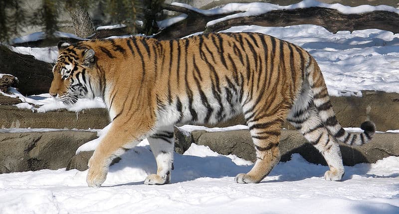 Tigre siberiana nella neve