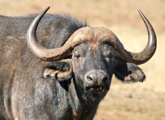 Questo bufalo non supera il test di evoluzione e cammina dritto verso un leone da caccia
