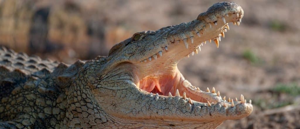 Un coccodrillo del Nilo visto durante un safari in Sud Africa