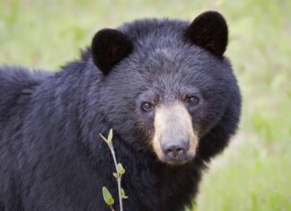 Questo orso è assolutamente troppo bravo ad aprire le portiere delle auto
