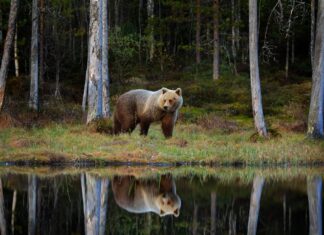 Questo orso intimidisce il suo bel riflesso nel bosco
