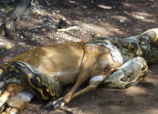 Questo pitone sembra un alligatore dopo aver mangiato una gazzella intera

